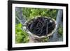 Close up of vanilla plants on a vanilla plantation (Vanilla planifolia), Ouvea, Loyalty Islands, Ne-Michael Runkel-Framed Photographic Print