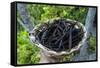 Close up of vanilla plants on a vanilla plantation (Vanilla planifolia), Ouvea, Loyalty Islands, Ne-Michael Runkel-Framed Stretched Canvas