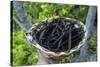 Close up of vanilla plants on a vanilla plantation (Vanilla planifolia), Ouvea, Loyalty Islands, Ne-Michael Runkel-Stretched Canvas