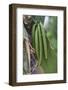 Close up of vanilla plants on a vanilla plantation (Vanilla planifolia), Ouvea, Loyalty Islands, Ne-Michael Runkel-Framed Photographic Print