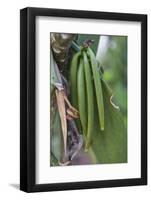 Close up of vanilla plants on a vanilla plantation (Vanilla planifolia), Ouvea, Loyalty Islands, Ne-Michael Runkel-Framed Photographic Print