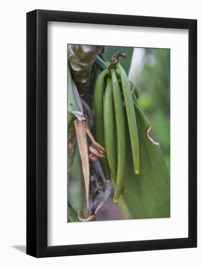 Close up of vanilla plants on a vanilla plantation (Vanilla planifolia), Ouvea, Loyalty Islands, Ne-Michael Runkel-Framed Photographic Print