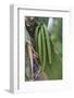 Close up of vanilla plants on a vanilla plantation (Vanilla planifolia), Ouvea, Loyalty Islands, Ne-Michael Runkel-Framed Photographic Print