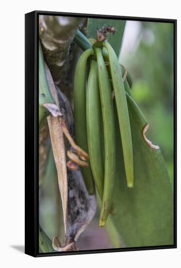 Close up of vanilla plants on a vanilla plantation (Vanilla planifolia), Ouvea, Loyalty Islands, Ne-Michael Runkel-Framed Stretched Canvas