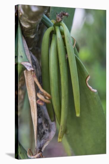 Close up of vanilla plants on a vanilla plantation (Vanilla planifolia), Ouvea, Loyalty Islands, Ne-Michael Runkel-Stretched Canvas