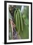 Close up of vanilla plants on a vanilla plantation (Vanilla planifolia), Ouvea, Loyalty Islands, Ne-Michael Runkel-Framed Photographic Print