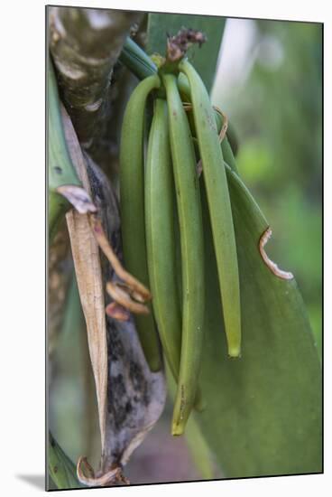 Close up of vanilla plants on a vanilla plantation (Vanilla planifolia), Ouvea, Loyalty Islands, Ne-Michael Runkel-Mounted Photographic Print