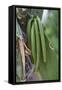 Close up of vanilla plants on a vanilla plantation (Vanilla planifolia), Ouvea, Loyalty Islands, Ne-Michael Runkel-Framed Stretched Canvas