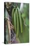 Close up of vanilla plants on a vanilla plantation (Vanilla planifolia), Ouvea, Loyalty Islands, Ne-Michael Runkel-Stretched Canvas