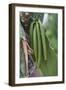 Close up of vanilla plants on a vanilla plantation (Vanilla planifolia), Ouvea, Loyalty Islands, Ne-Michael Runkel-Framed Photographic Print