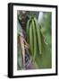 Close up of vanilla plants on a vanilla plantation (Vanilla planifolia), Ouvea, Loyalty Islands, Ne-Michael Runkel-Framed Photographic Print