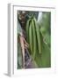 Close up of vanilla plants on a vanilla plantation (Vanilla planifolia), Ouvea, Loyalty Islands, Ne-Michael Runkel-Framed Photographic Print