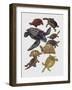 Close-Up of Varanidae Family-null-Framed Giclee Print