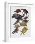 Close-Up of Varanidae Family-null-Framed Giclee Print