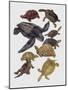 Close-Up of Varanidae Family-null-Mounted Giclee Print