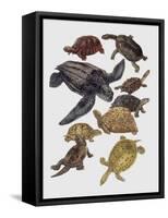 Close-Up of Varanidae Family-null-Framed Stretched Canvas