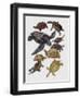 Close-Up of Varanidae Family-null-Framed Giclee Print