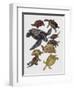 Close-Up of Varanidae Family-null-Framed Giclee Print