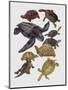 Close-Up of Varanidae Family-null-Mounted Giclee Print