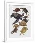 Close-Up of Varanidae Family-null-Framed Giclee Print