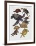 Close-Up of Varanidae Family-null-Framed Giclee Print