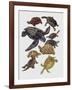 Close-Up of Varanidae Family-null-Framed Giclee Print