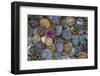 Close-up of variety of metal buttons.-Jaynes Gallery-Framed Photographic Print