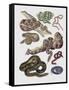 Close-Up of Various Snakes-null-Framed Stretched Canvas