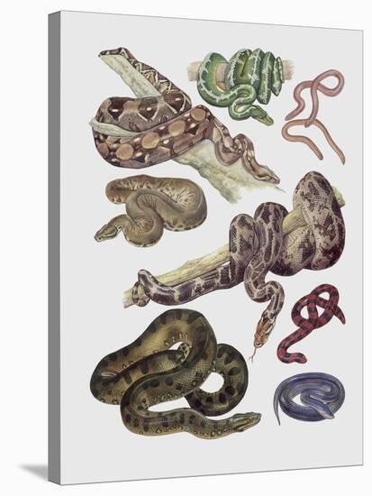 Close-Up of Various Snakes-null-Stretched Canvas