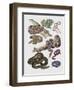 Close-Up of Various Snakes-null-Framed Premium Giclee Print