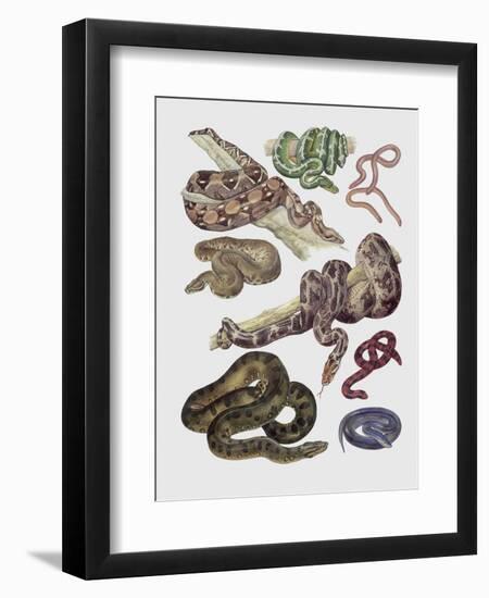 Close-Up of Various Snakes-null-Framed Premium Giclee Print