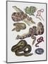 Close-Up of Various Snakes-null-Mounted Premium Giclee Print