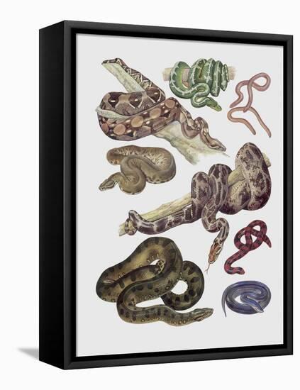 Close-Up of Various Snakes-null-Framed Stretched Canvas