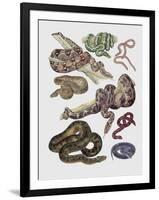 Close-Up of Various Snakes-null-Framed Giclee Print