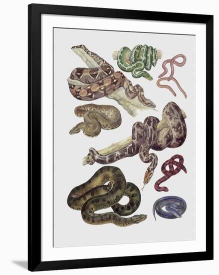 Close-Up of Various Snakes-null-Framed Giclee Print