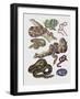 Close-Up of Various Snakes-null-Framed Giclee Print