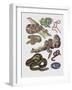 Close-Up of Various Snakes-null-Framed Giclee Print