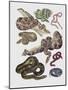 Close-Up of Various Snakes-null-Mounted Giclee Print