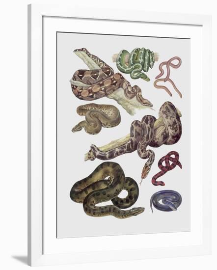 Close-Up of Various Snakes-null-Framed Giclee Print