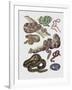 Close-Up of Various Snakes-null-Framed Giclee Print