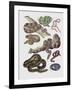 Close-Up of Various Snakes-null-Framed Giclee Print