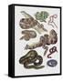 Close-Up of Various Snakes-null-Framed Stretched Canvas