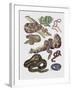 Close-Up of Various Snakes-null-Framed Giclee Print