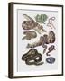 Close-Up of Various Snakes-null-Framed Giclee Print