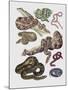 Close-Up of Various Snakes-null-Mounted Giclee Print