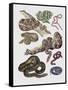 Close-Up of Various Snakes-null-Framed Stretched Canvas