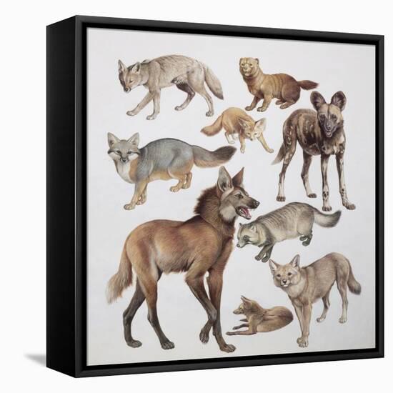 Close-Up of Various Wild Dogs-null-Framed Stretched Canvas