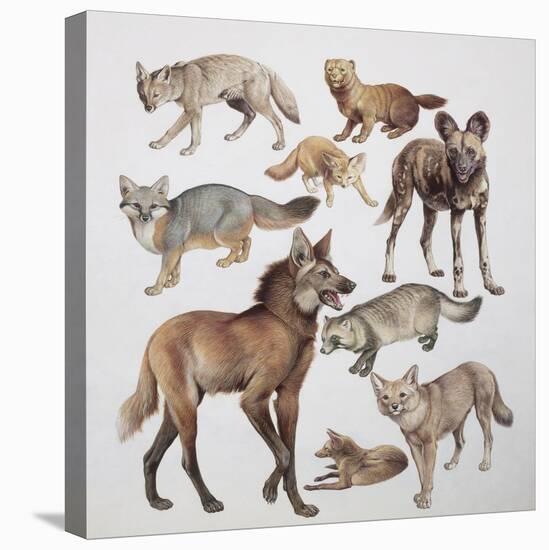 Close-Up of Various Wild Dogs-null-Stretched Canvas