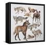 Close-Up of Various Wild Dogs-null-Framed Stretched Canvas