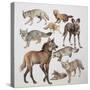 Close-Up of Various Wild Dogs-null-Stretched Canvas